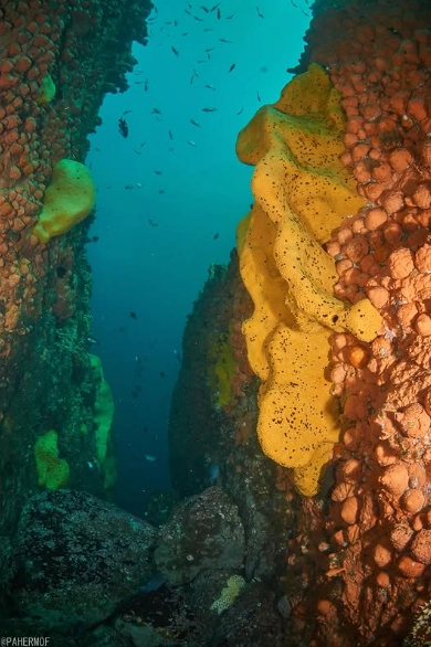 Esponjas marinas amarillas y naranjas en la roca