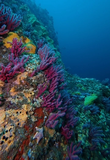 Pared cubierta de gorgonias rosadas, esponjas amarillas y una estrella de mar