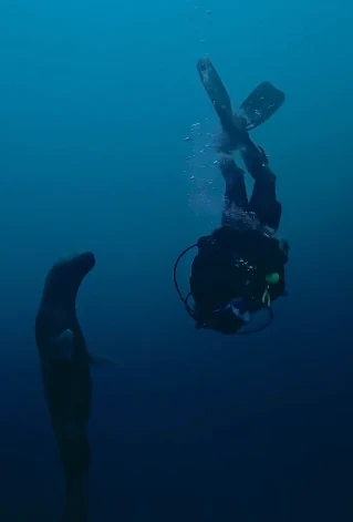 Lobo marino acercándose a un buzo en el descenso