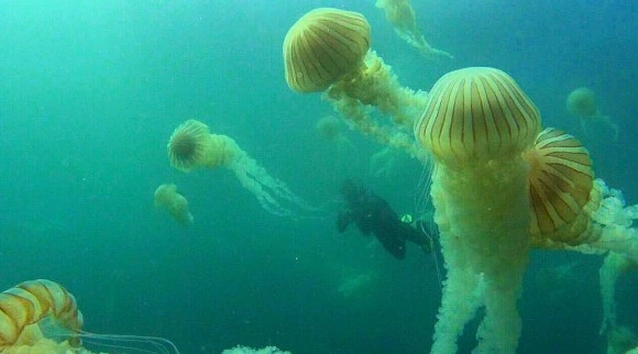 Buzo entre un banco de medusas gigantes